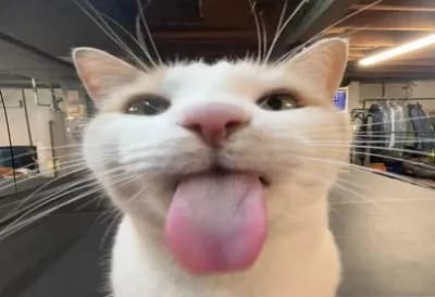 Script preview thumbnail