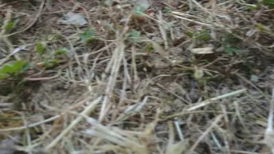 Script preview thumbnail