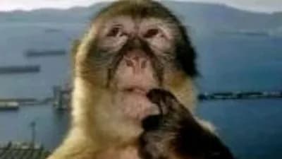 Script preview thumbnail