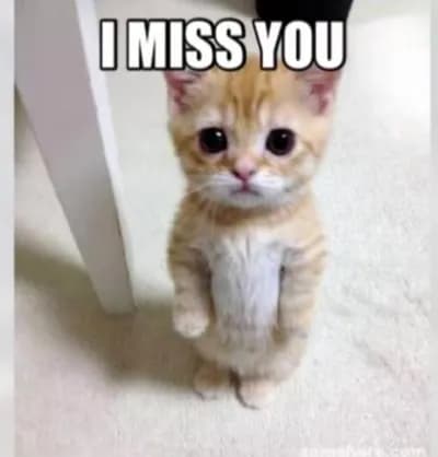 Preview of Maple-hub(imperfect)