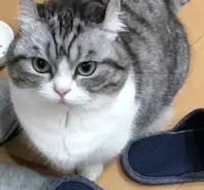 Preview of  Aimbot Arena 🎯 [UPD☢️]