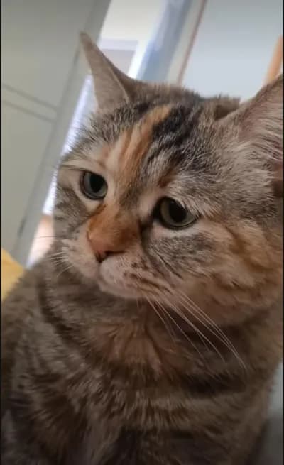 Preview of North hub, Got best free/paid script all popular games