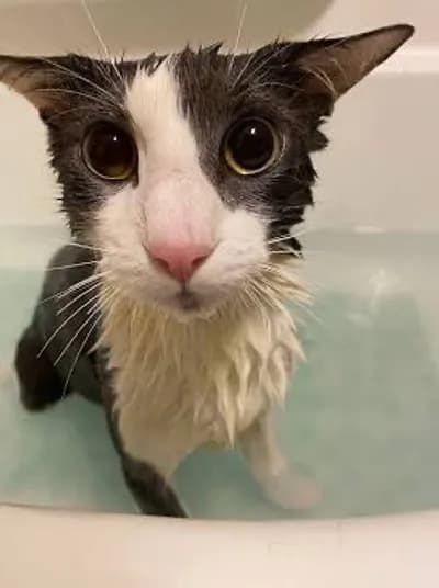 Preview of Discord Webhook Module