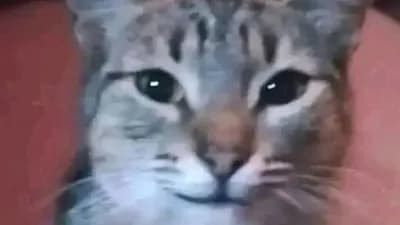 Preview of Fe Troll Animations 