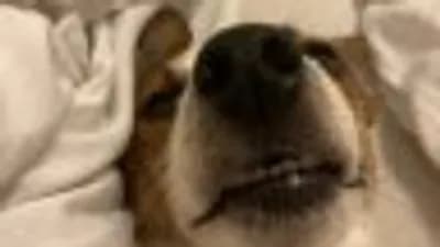 Preview of Build Defense🛡️