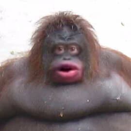 Preview of nice menu with basic fetures and can execute scripts