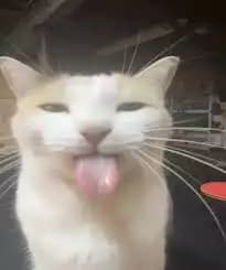 Script preview thumbnail