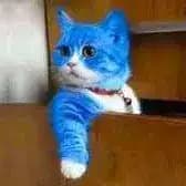 Script preview thumbnail