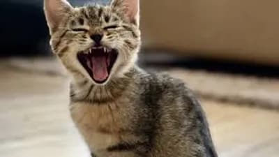 Script preview thumbnail