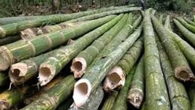 basic cut bamboo script thumbnail