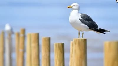 Script preview thumbnail